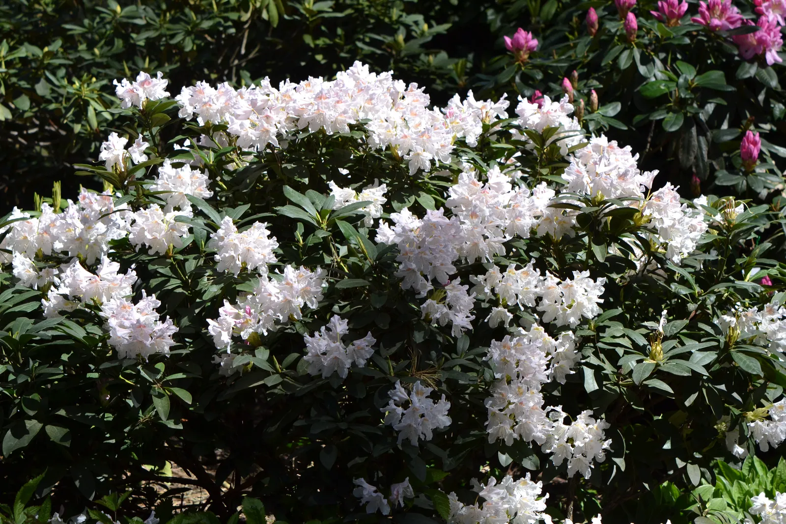 Caucasicum-rododendron 'Cunningham's White', 30-40 cm - bild 6