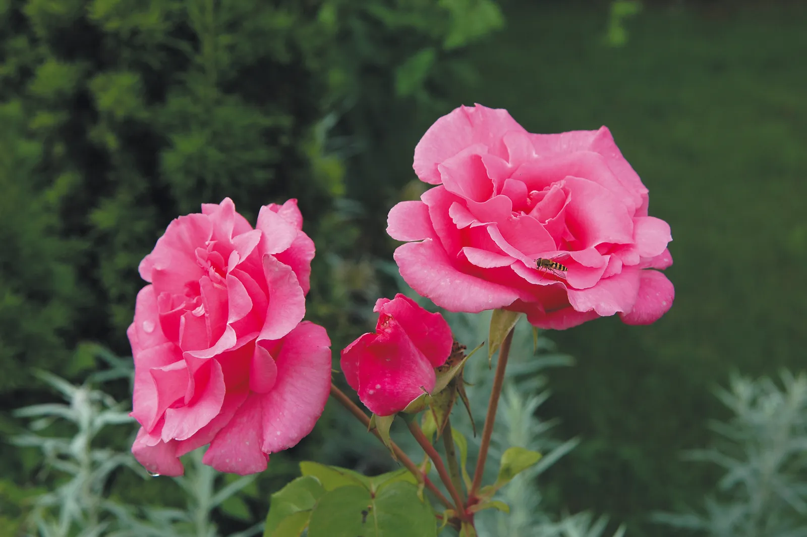 Floribundaros SOFIERO ('Poulsak'PBR) - bild 1