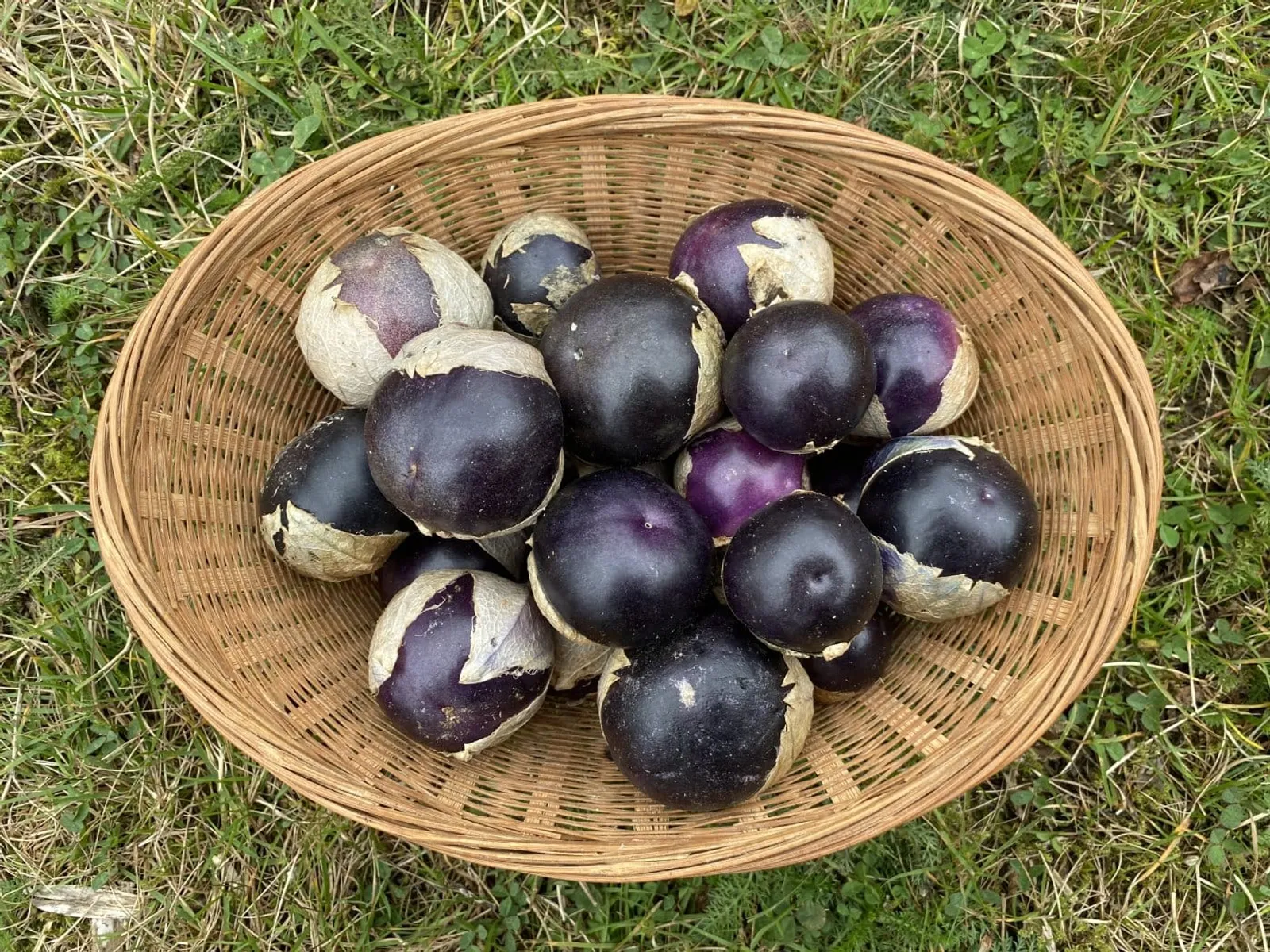 Lila tomatillo ekofrö med lila frukter i hylsa