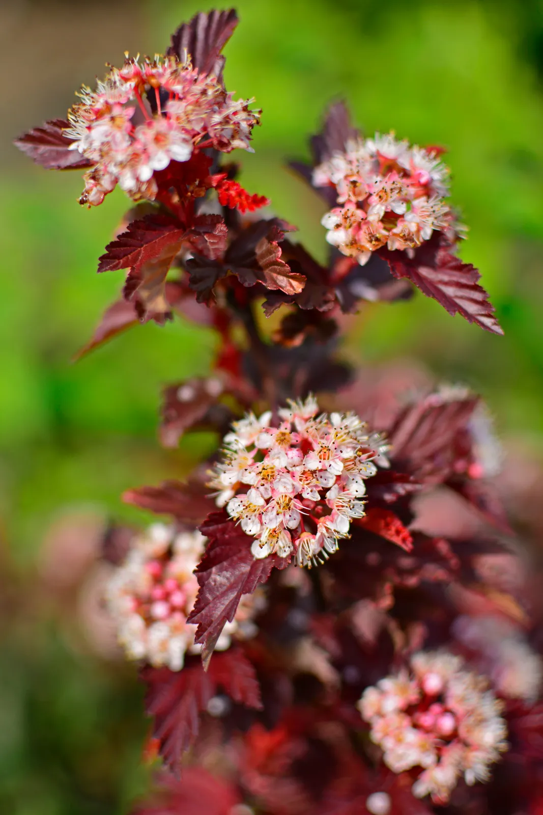 Smällspirea LITTLE ANGEL ('Hoogi016'PBR) - bild 3