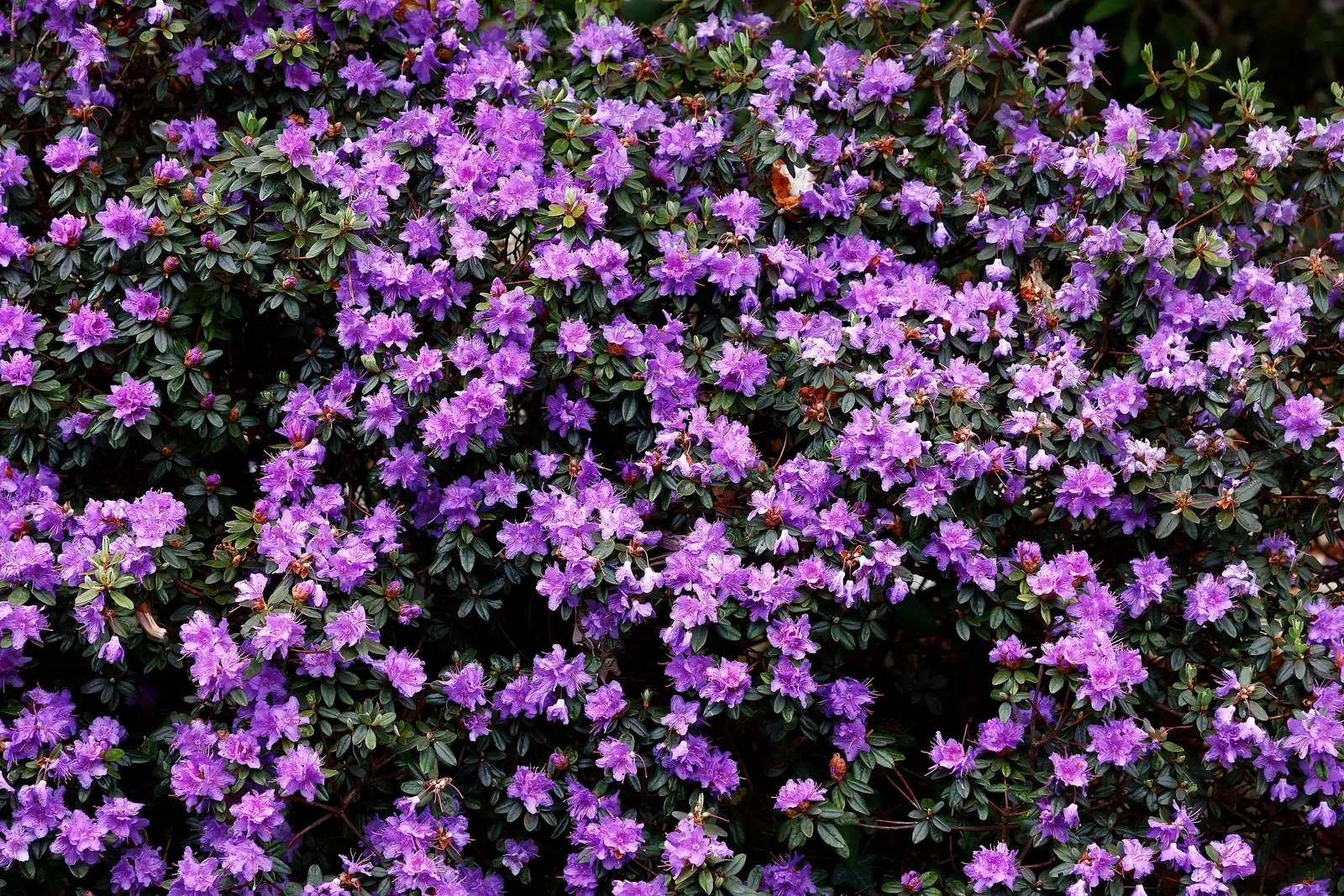 Lapponicum-alpros 'Ramapo', 20-25 cm - bild 2