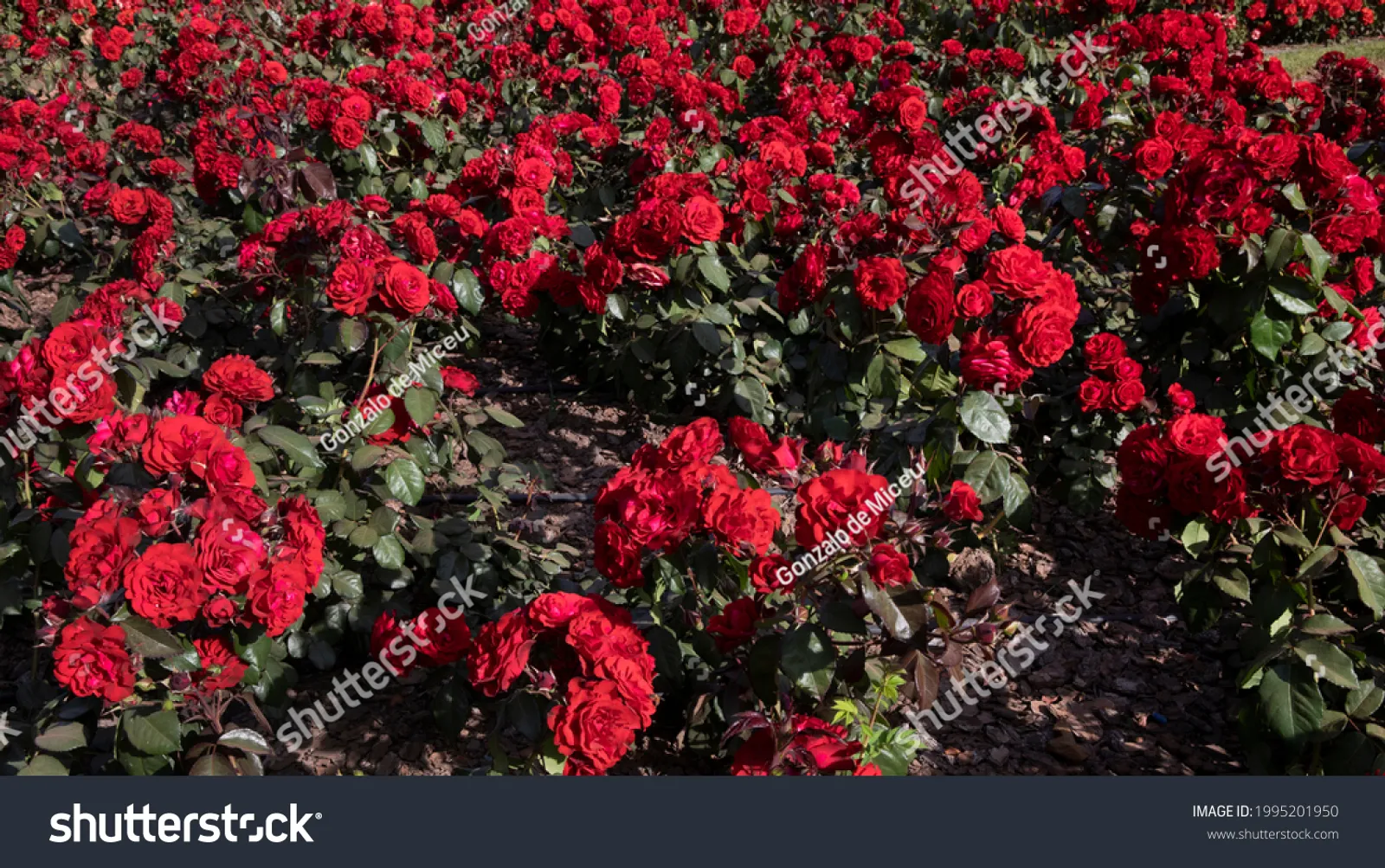 Floribundaros 'Europeana' - bild 3