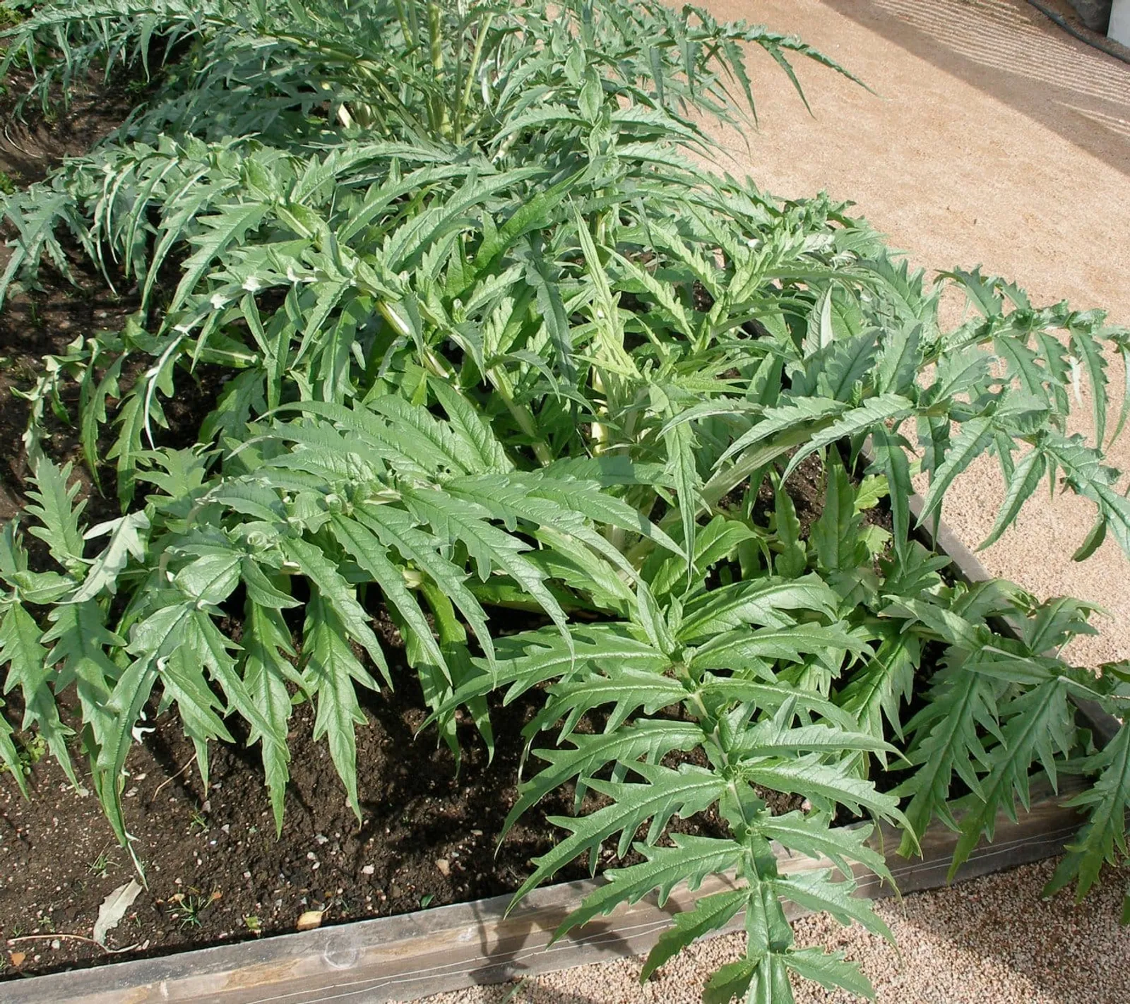 Ekofröer för kardoner med gröna, flikiga blad i en odlingslåda, perfekt för trädgårdsodling och ekologisk matlagning.