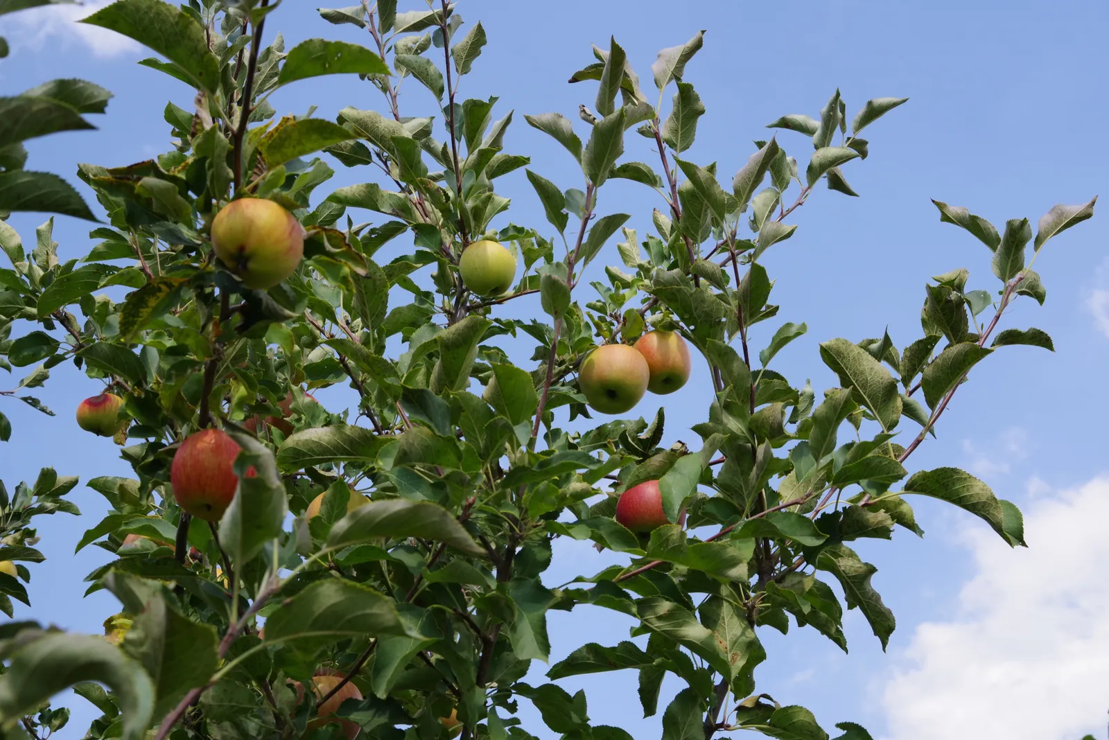 Familjeträd äpple, inkl. uppbindnings kit - bild 3