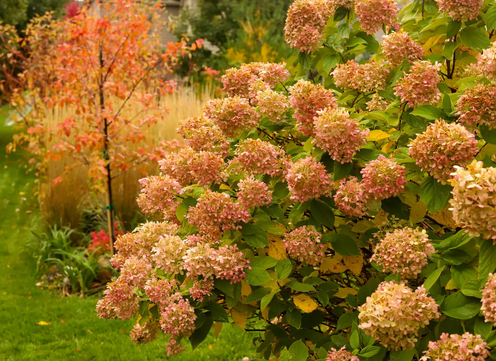 Vipphortensia 'Limelight' - bild 4
