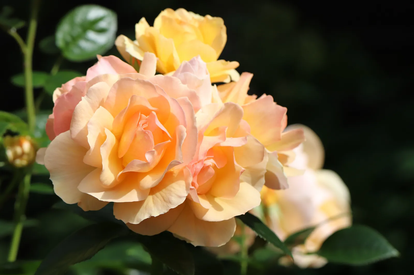 Floribundaros HANSESTADT ROSTOCK® ('Tan04603'PBR) - bild 4