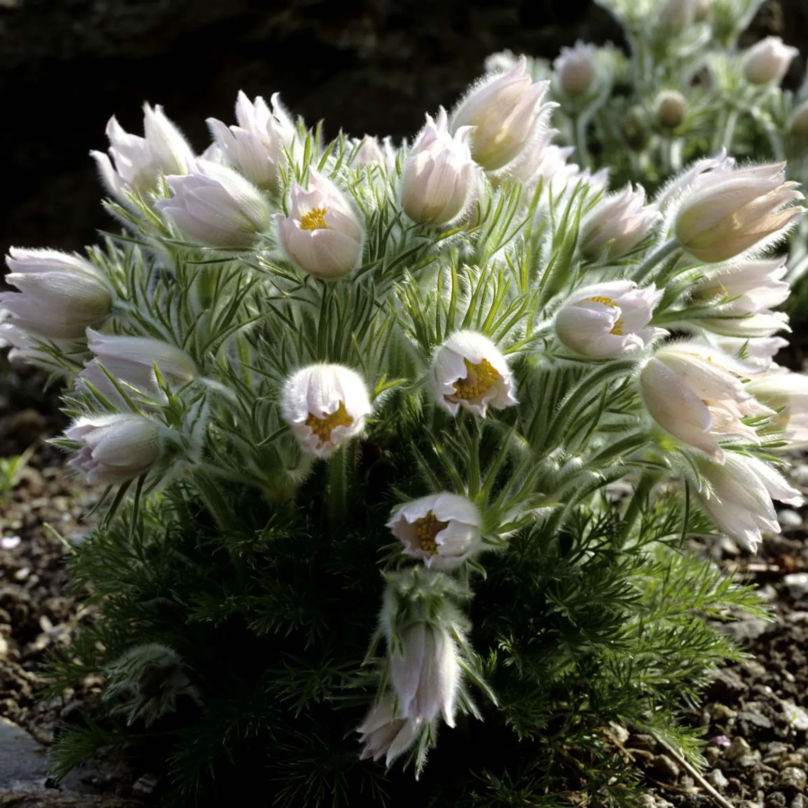 Backsippa 'Alba' med vita blommor och silkiga fröställningar, tidig vårblommande perenn.