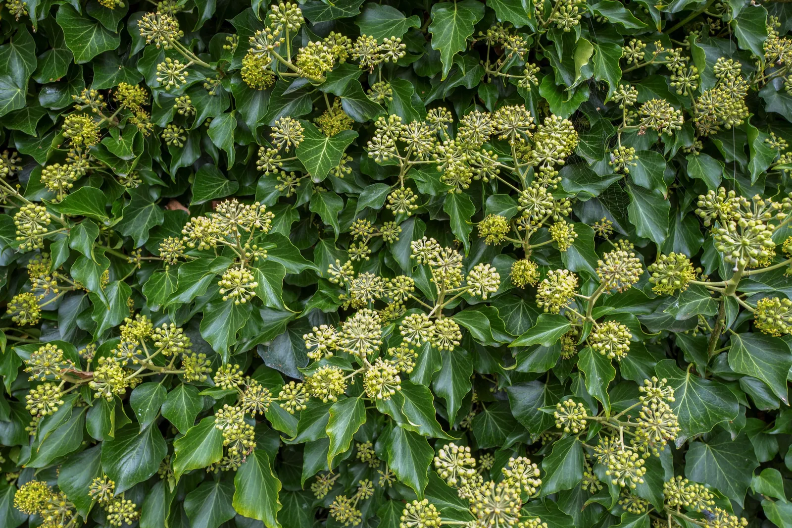 Buskmurgröna 'Arborescens' - bild 2