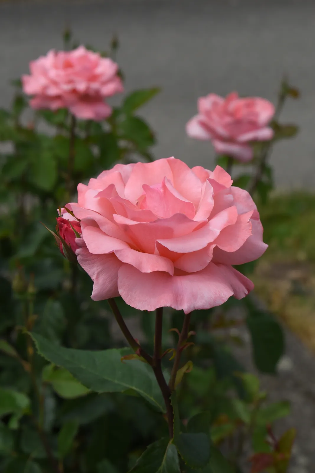 Grandiflora-ros 'Queen Elisabeth' - bild 5