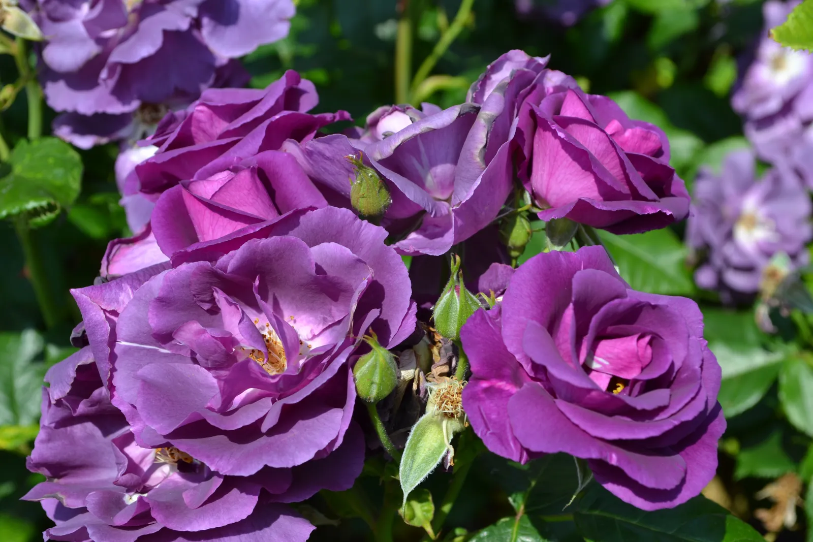 Modern buskros RHAPSODY IN BLUE ('Frantasia'PBR) - bild 7
