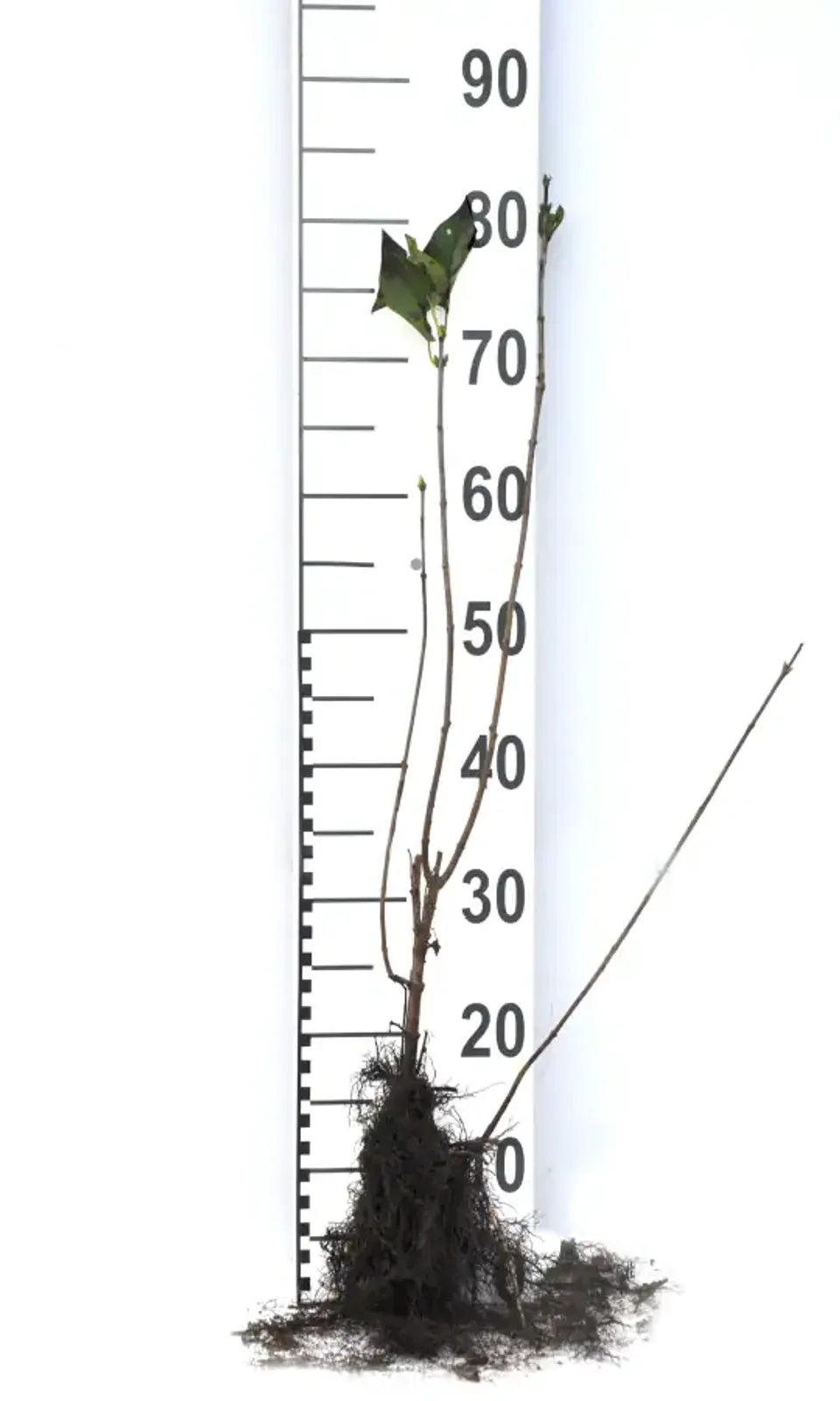 Syren, 50-80 cm — detalj 6