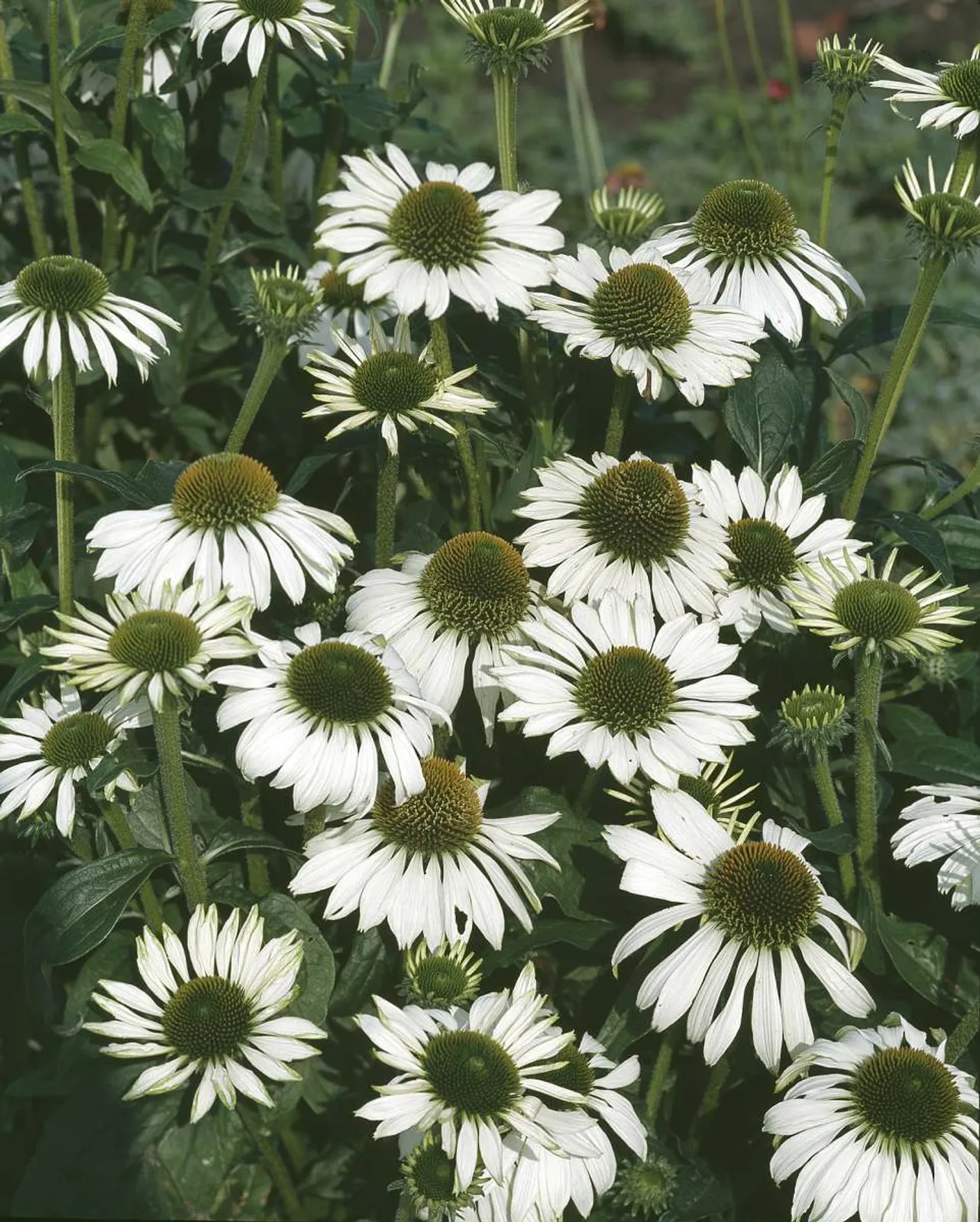 Solhatt 'Alba' med eleganta vita blommor och grön-gul mitt, en ståtlig perenn för soliga rabatter.