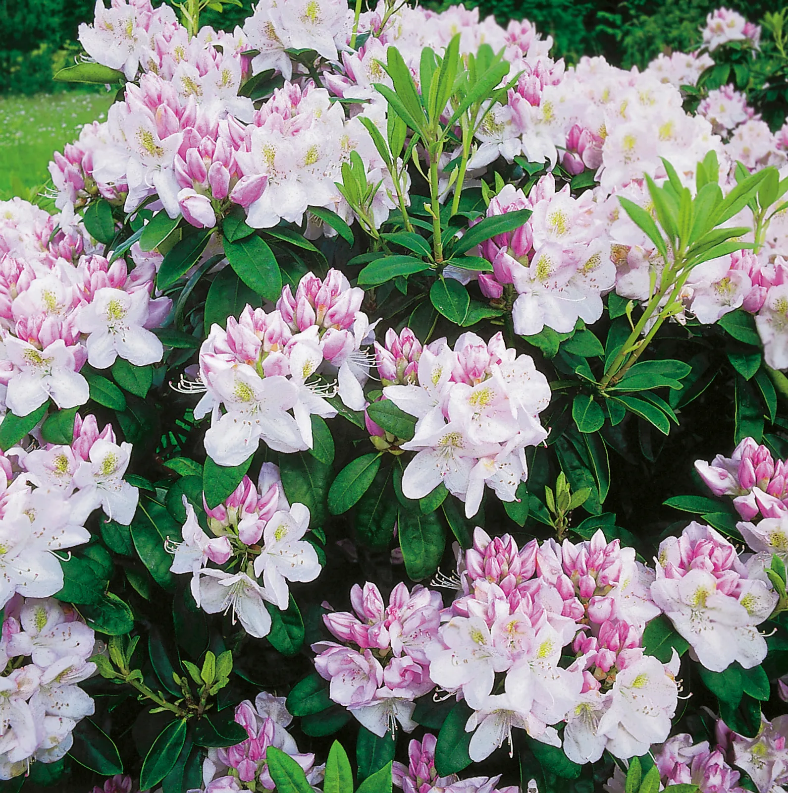 Parkrododendron 'Gomer Waterer', 30-40 cm - bild 1