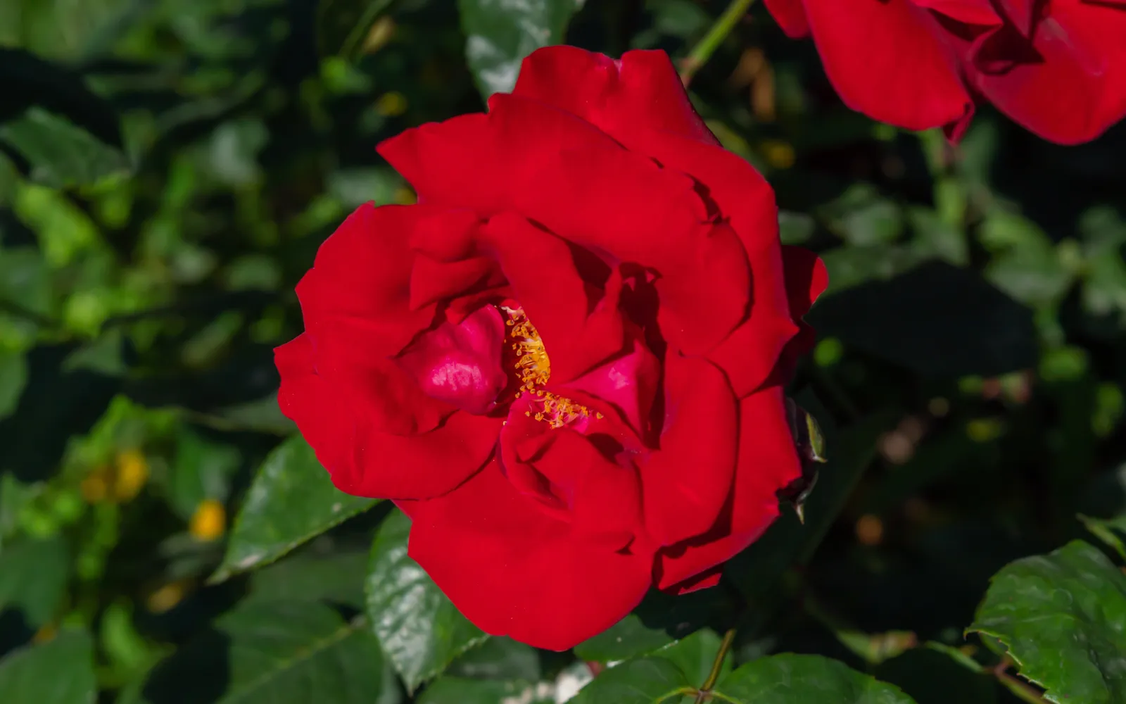 Floribundaros AUSTRIANA ('Tanaistrua') - bild 4