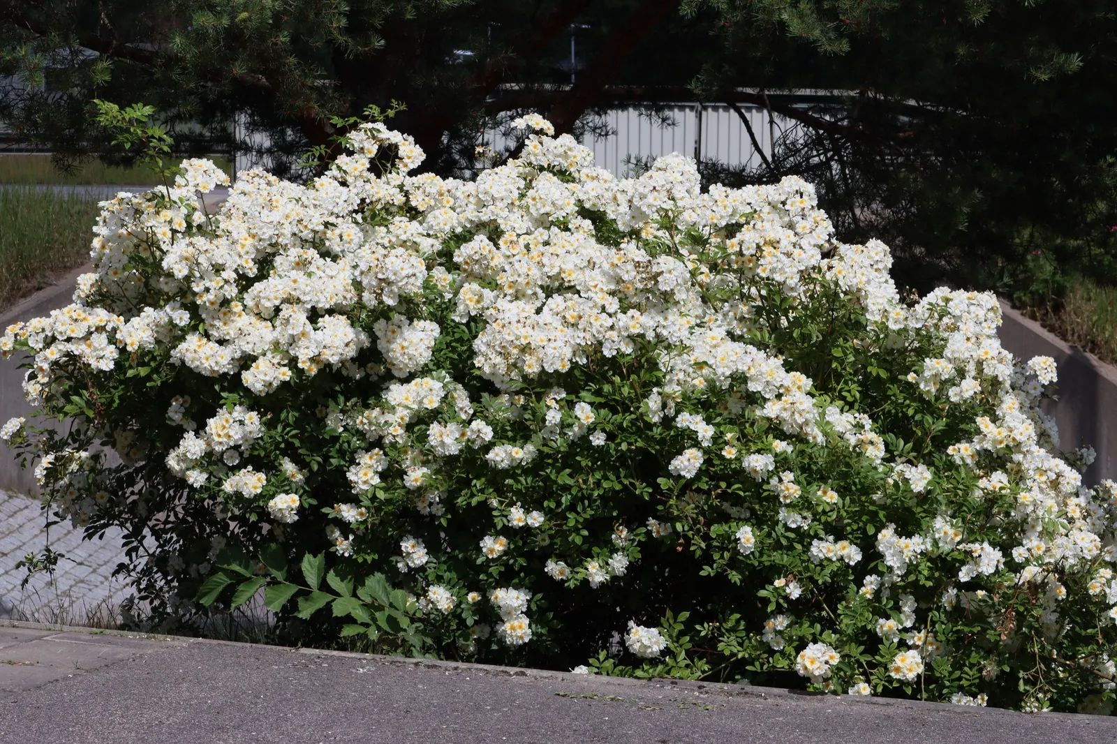 Fylld honungsros 'Hybrida' - bild 4