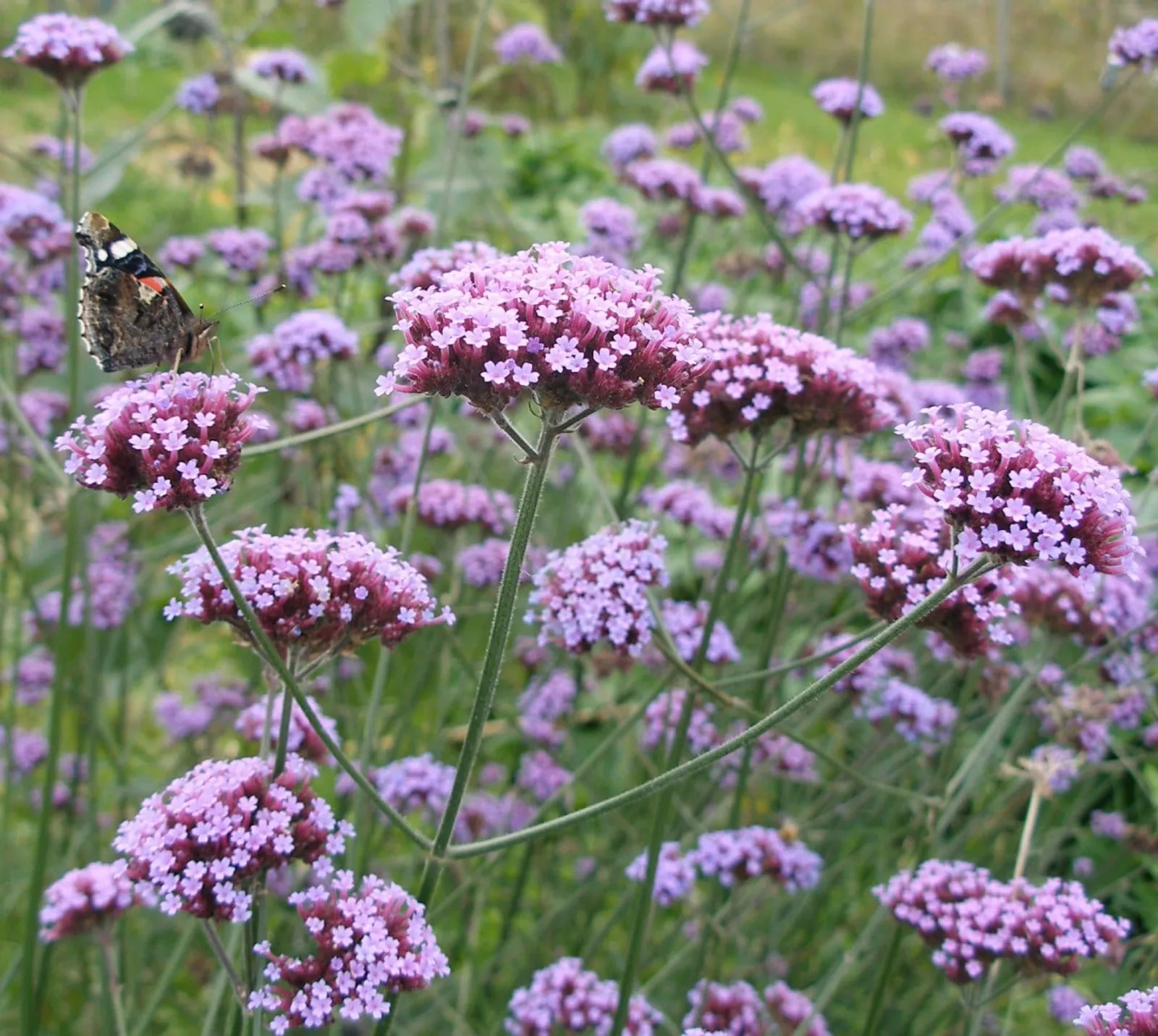 Jätteverbena ekofrö med höga lila blomklasar