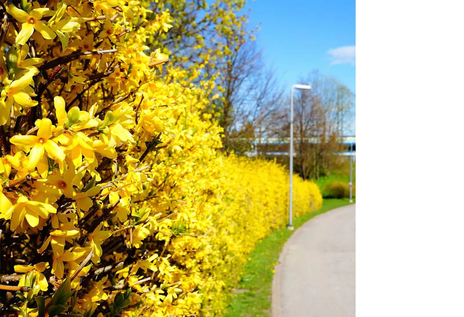 Hybridforsythia 'Freja' E, 20-40 cm — detalj 3