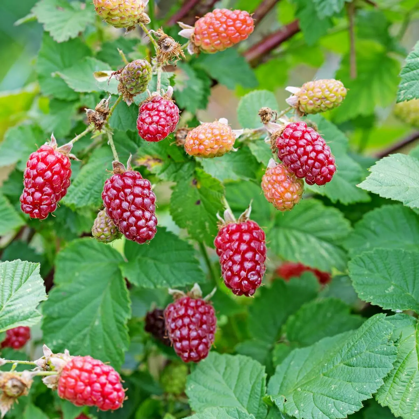 Björnbärshallon 'Tayberry', 1-pack — närbild