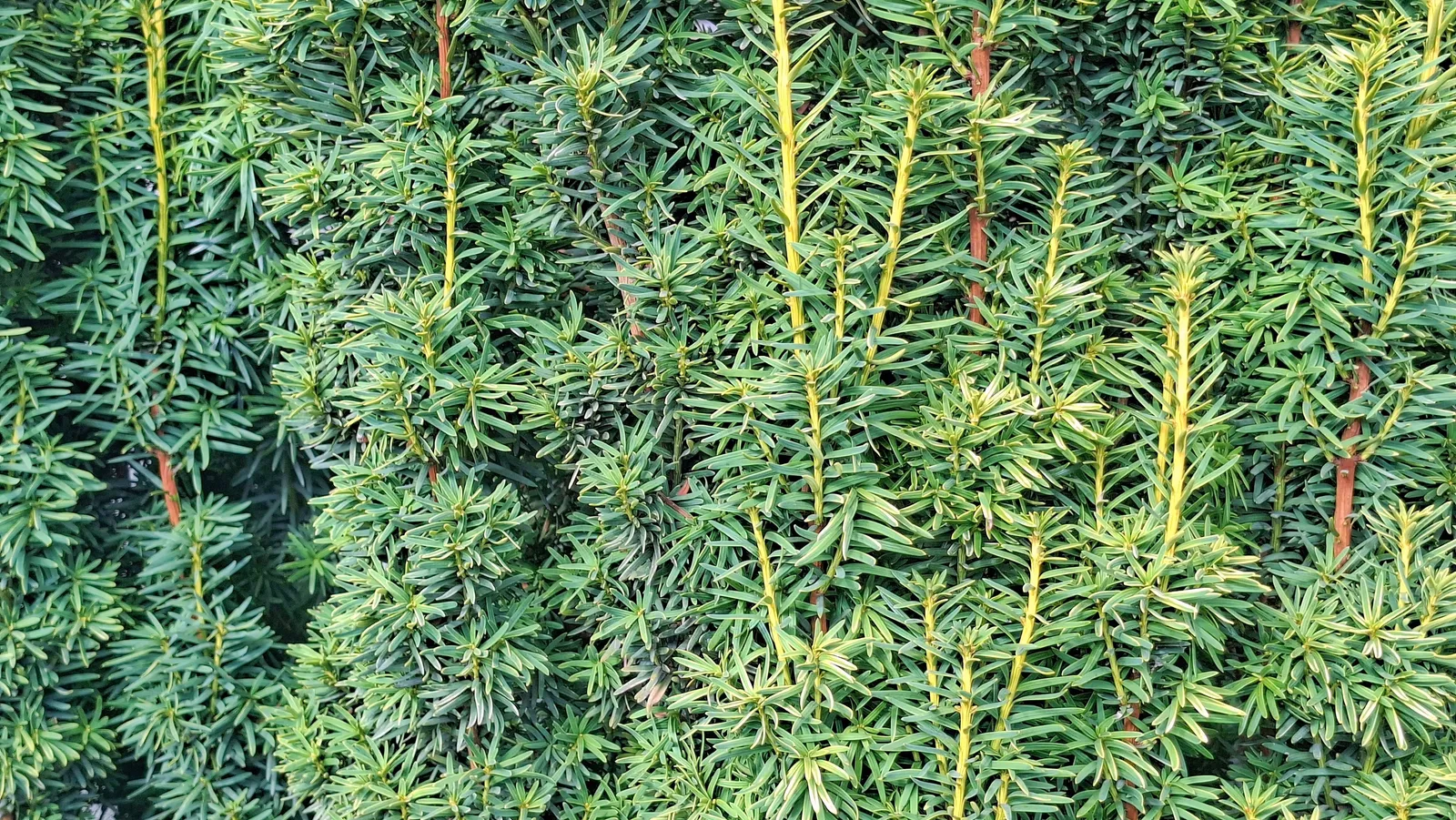 Hybrididegran 'Hillii', 30-40 cm - bild 4