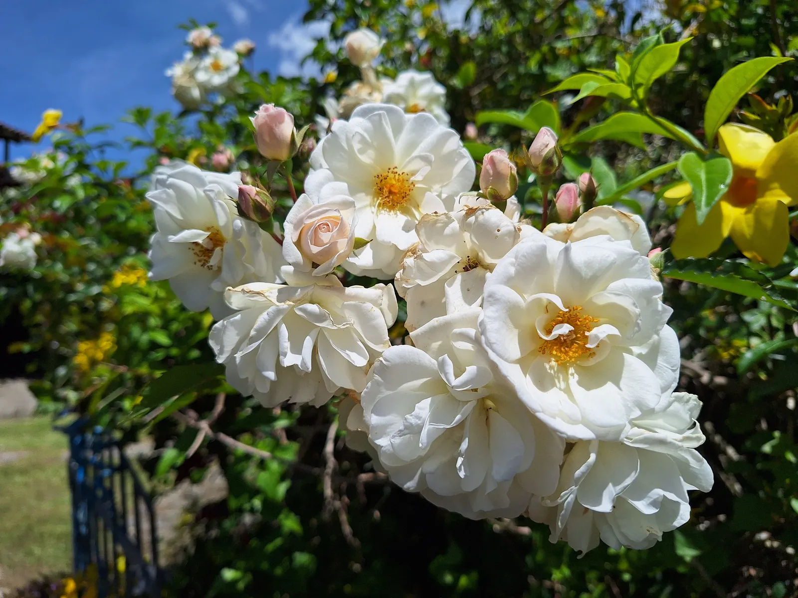 Fylld honungsros 'Hybrida' - bild 2