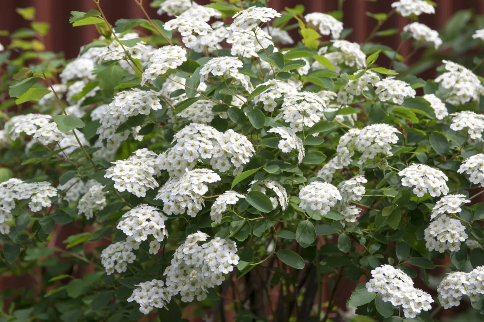Bukettspirea, 20-40 cm — detalj 2