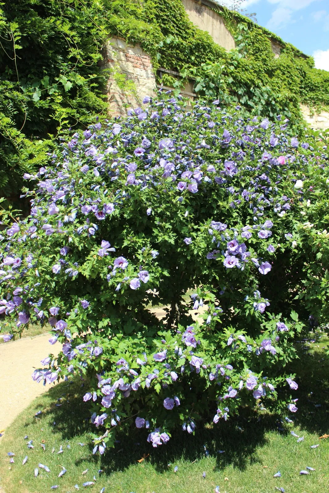 Frilandshibiskus 'Oiseau Bleu' - bild 5