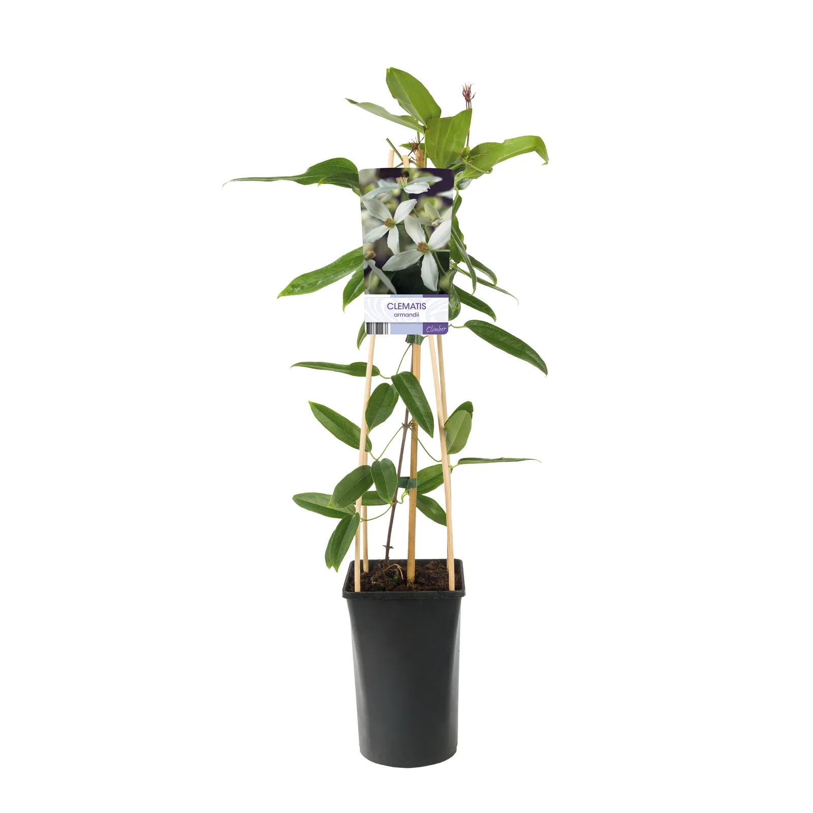 Vinterklematis - bild 2