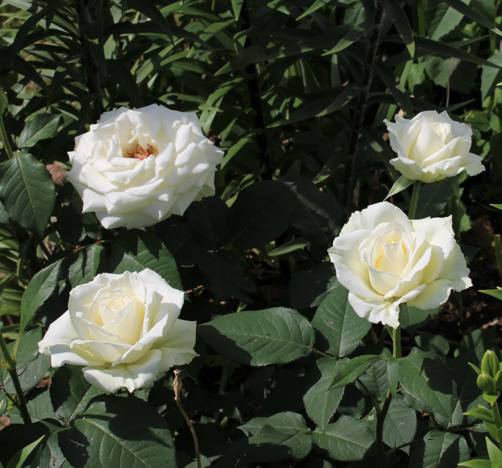 Tehybridros PASCALI ('Lenip') - bild 2