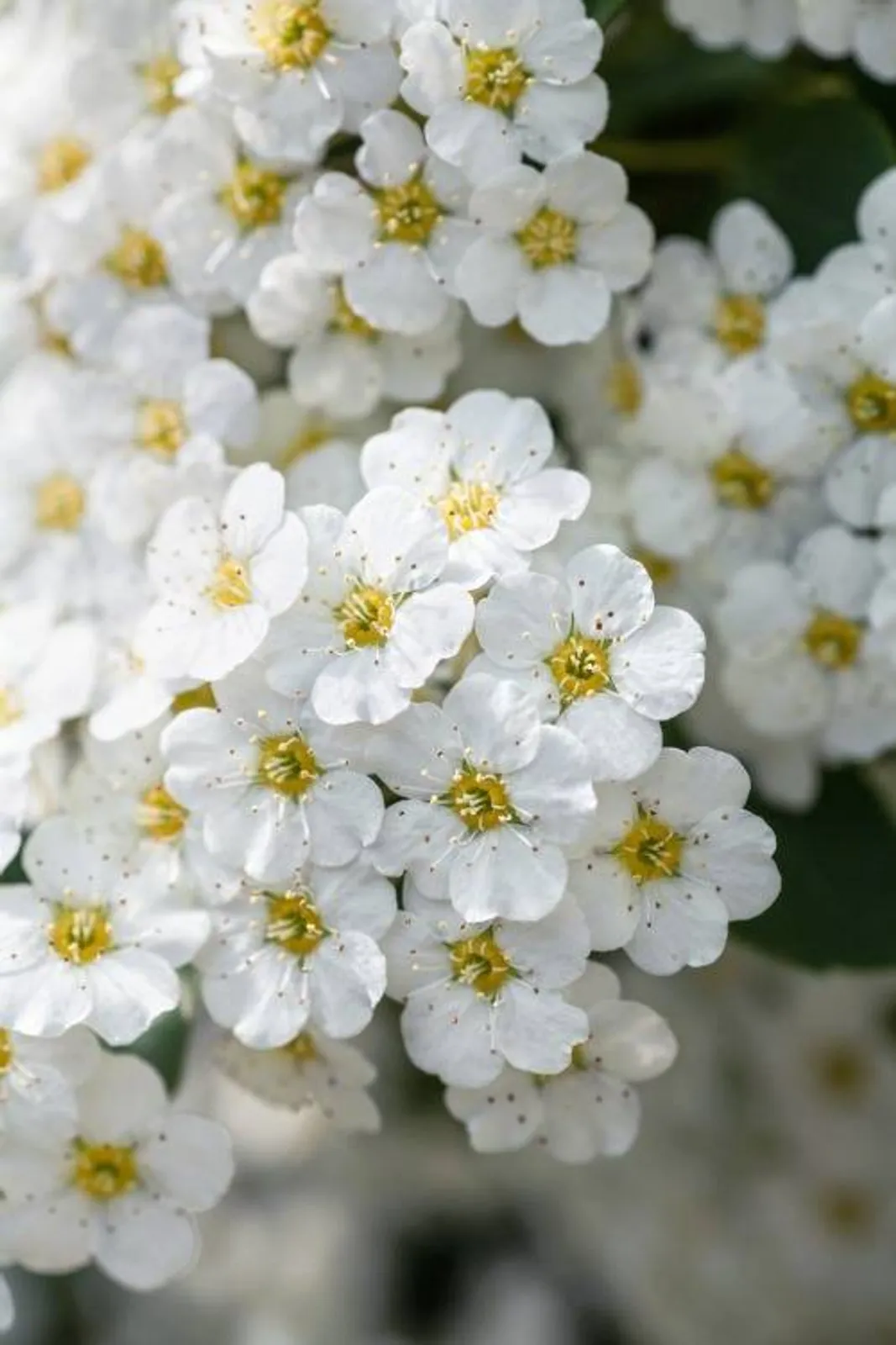 Bukettspirea, 20-40 cm — närbild