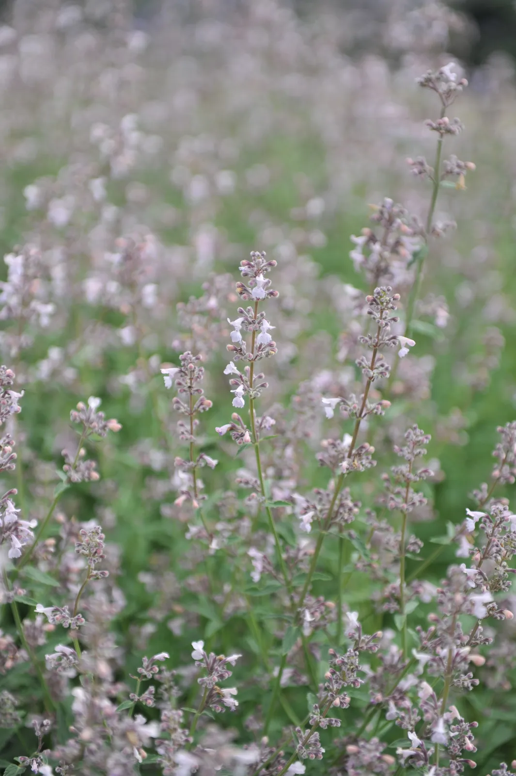 Bergnepeta 'Amelia' - bild 3