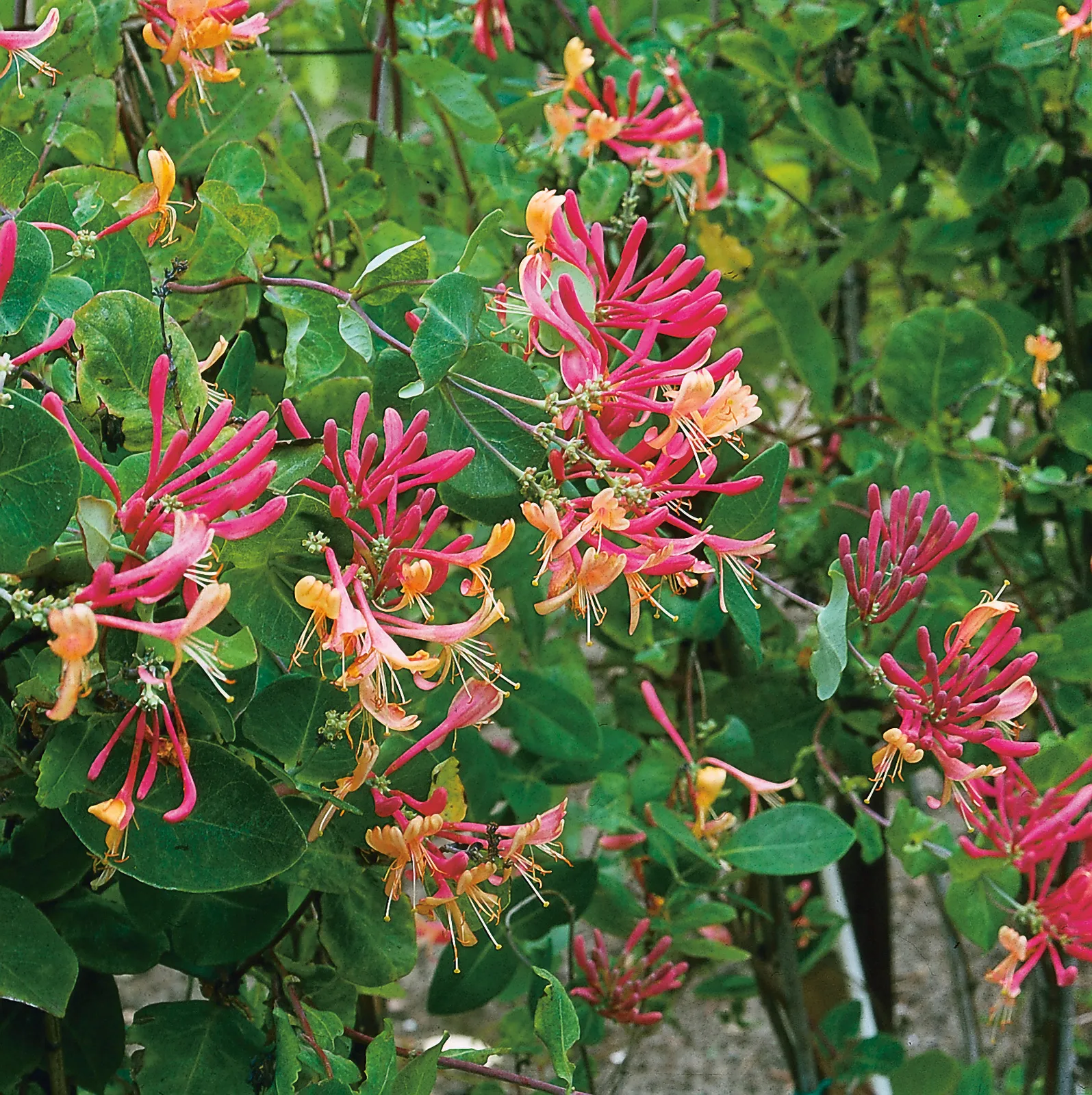 Blomsterkaprifol 'American Beauty' - bild 1