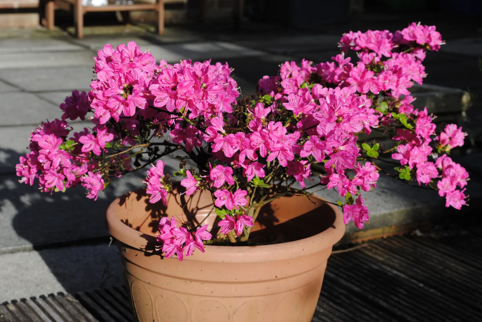 Japansk azalea "Kermesina", 20-25 cm - bild 3