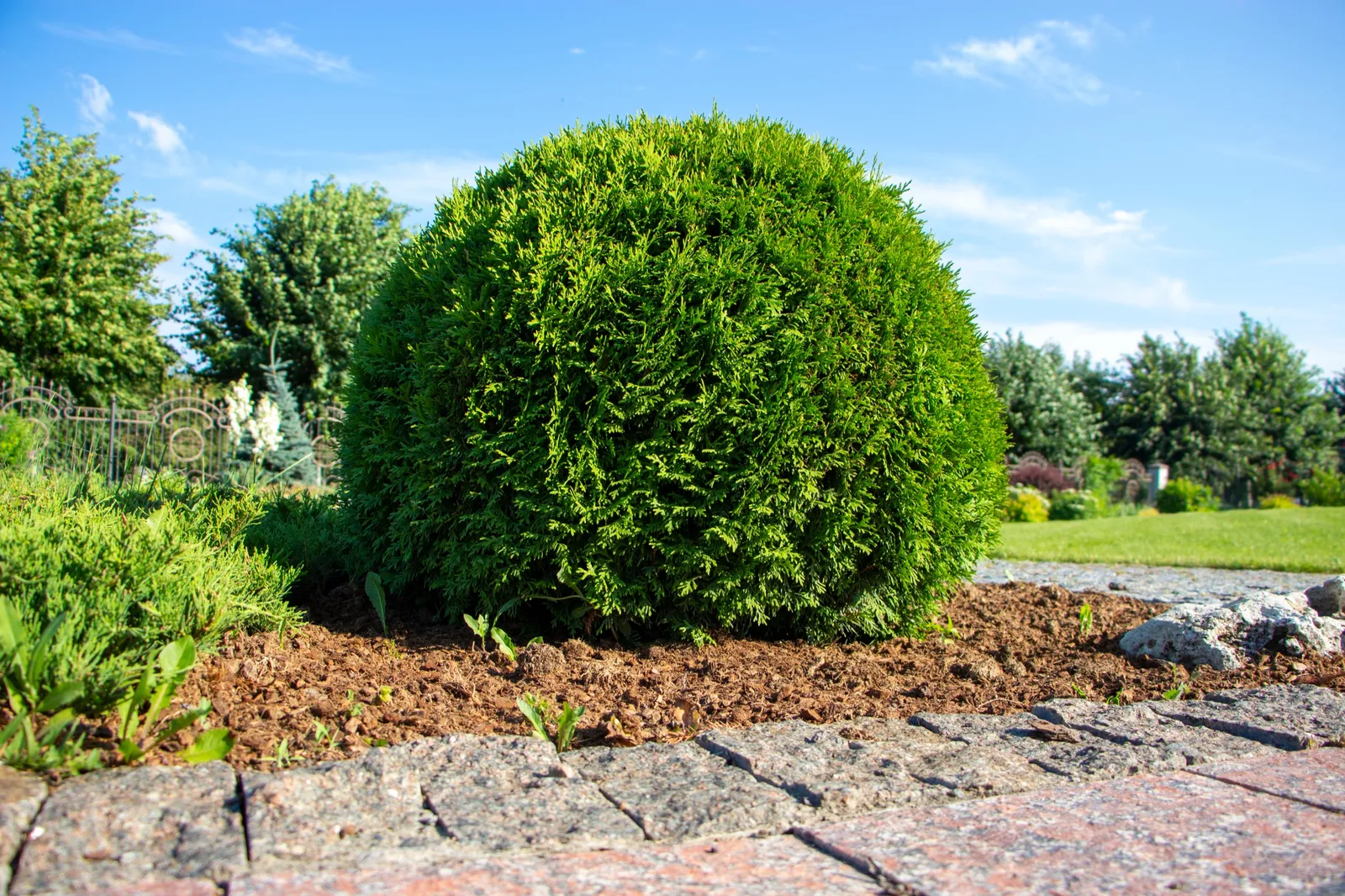 Tuja 'Little Giant', 25-30 cm - bild 2