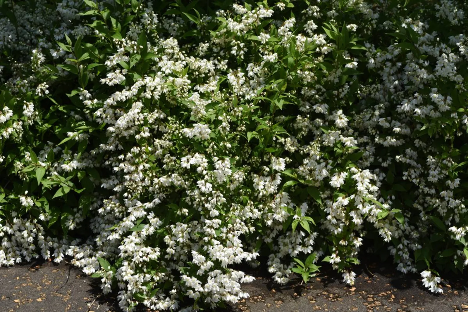 Bruddeutzia, 15-30 cm — detalj 4
