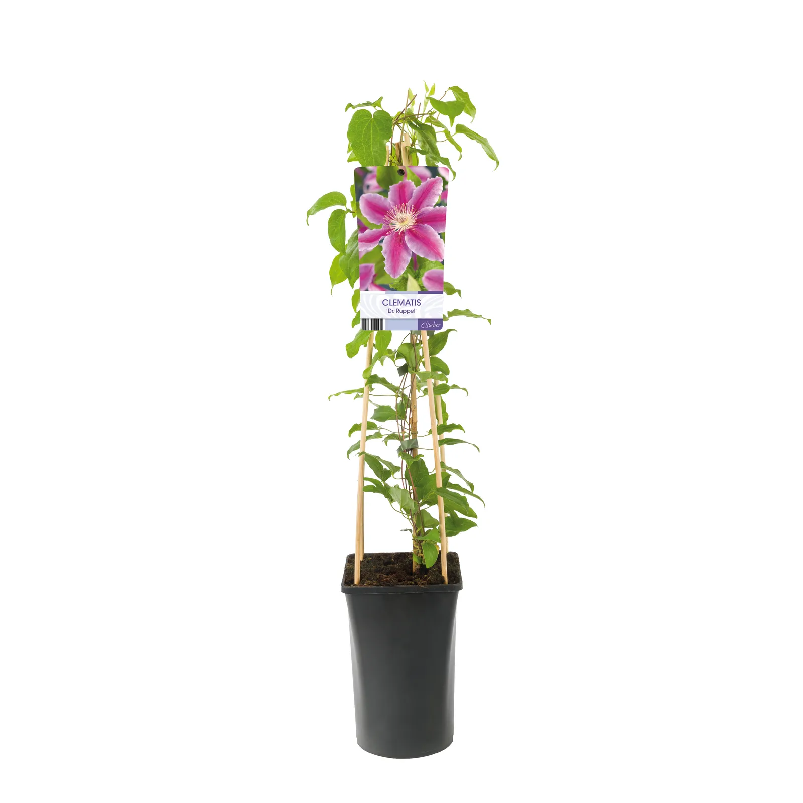 Klematis (Tidiga Storblommiga Gruppen) 'Doctor Ruppel' - bild 2