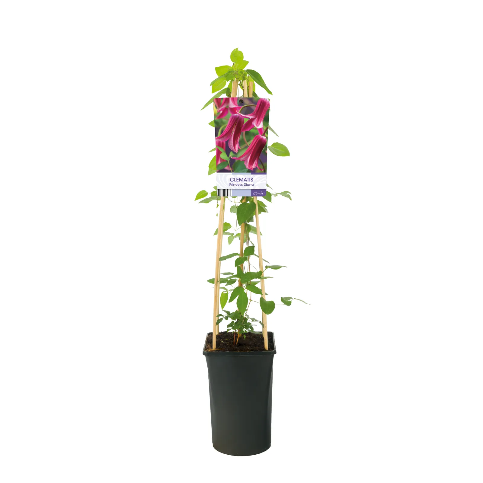 Texensis-klematis 'Princess Diana' - bild 2
