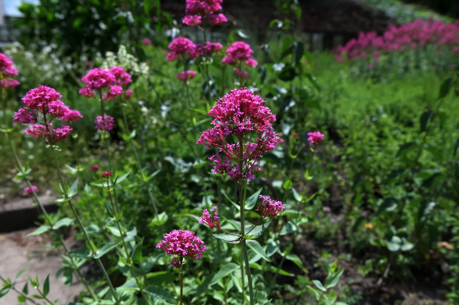 Flerårig pipört 'Coccineus' - bild 3