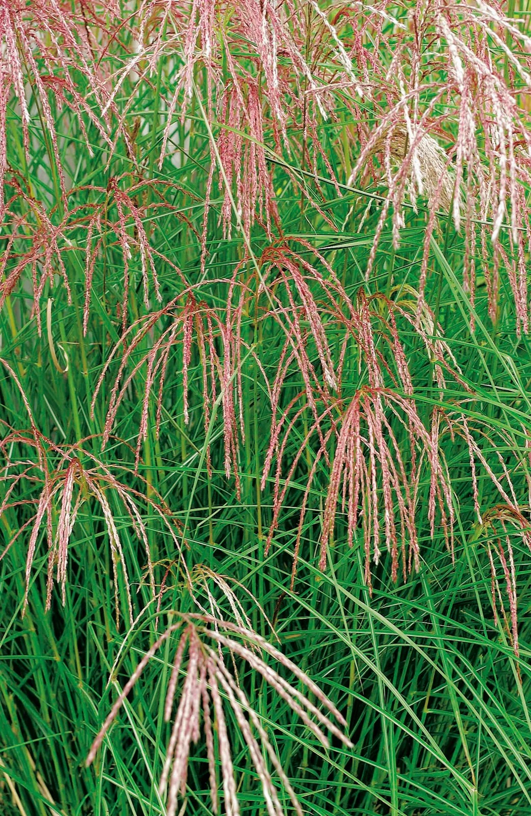 Glansmiskantus 'Flamingo', syn. japanskt gräs, 2L - bild 1