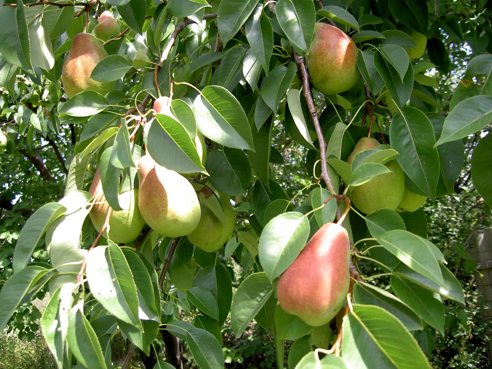 Päron 'Pepi' - bild 2