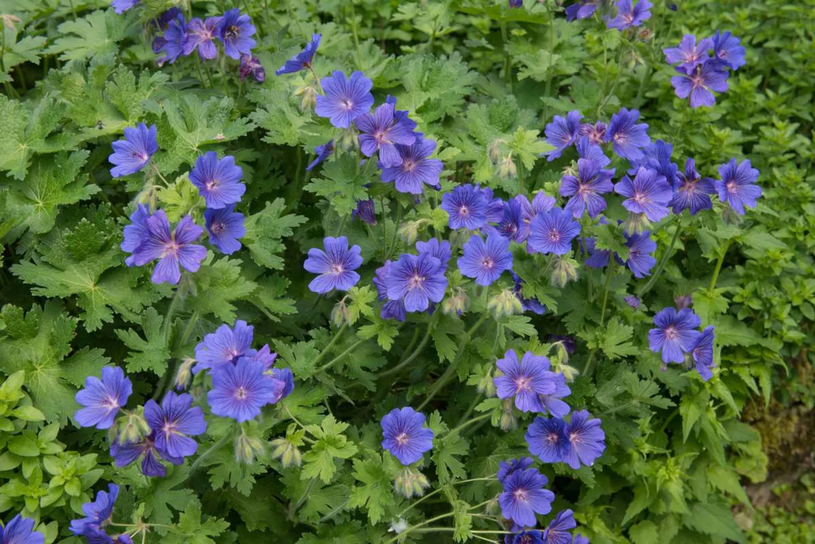 Kungsnäva med blålila blommor och vackert höstfärgat bladverk, lättskött perenn för rabatter.