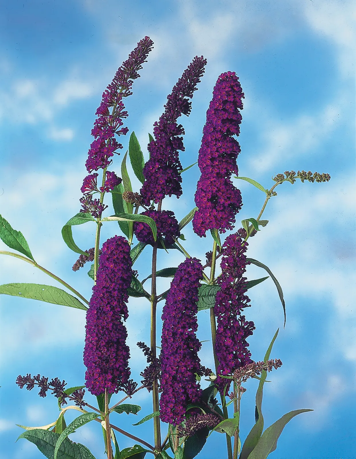 Syrenbuddleja 'Black Knight' - bild 2