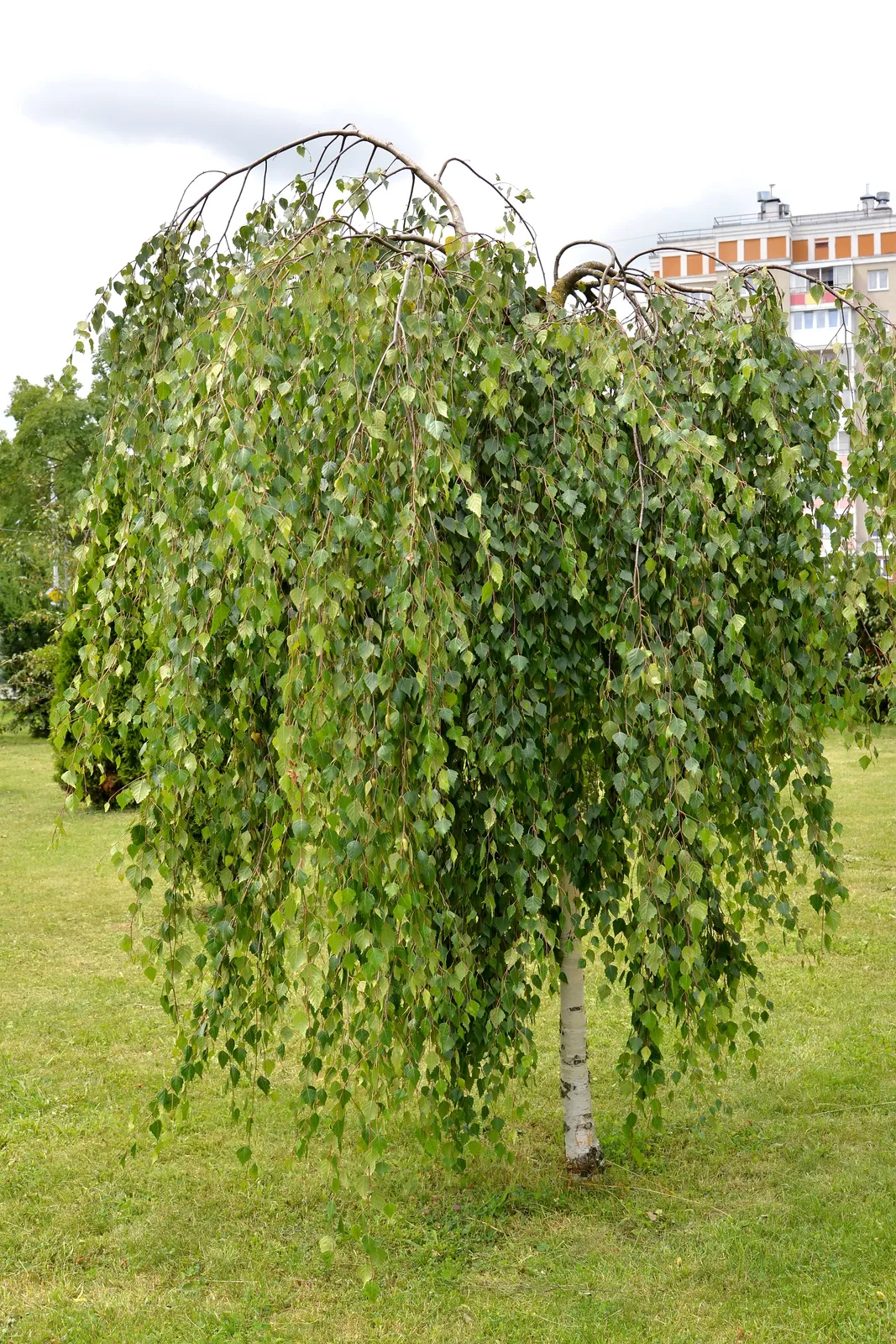 Tårbjörk 'Youngii', Utr 125-200 - bild 2