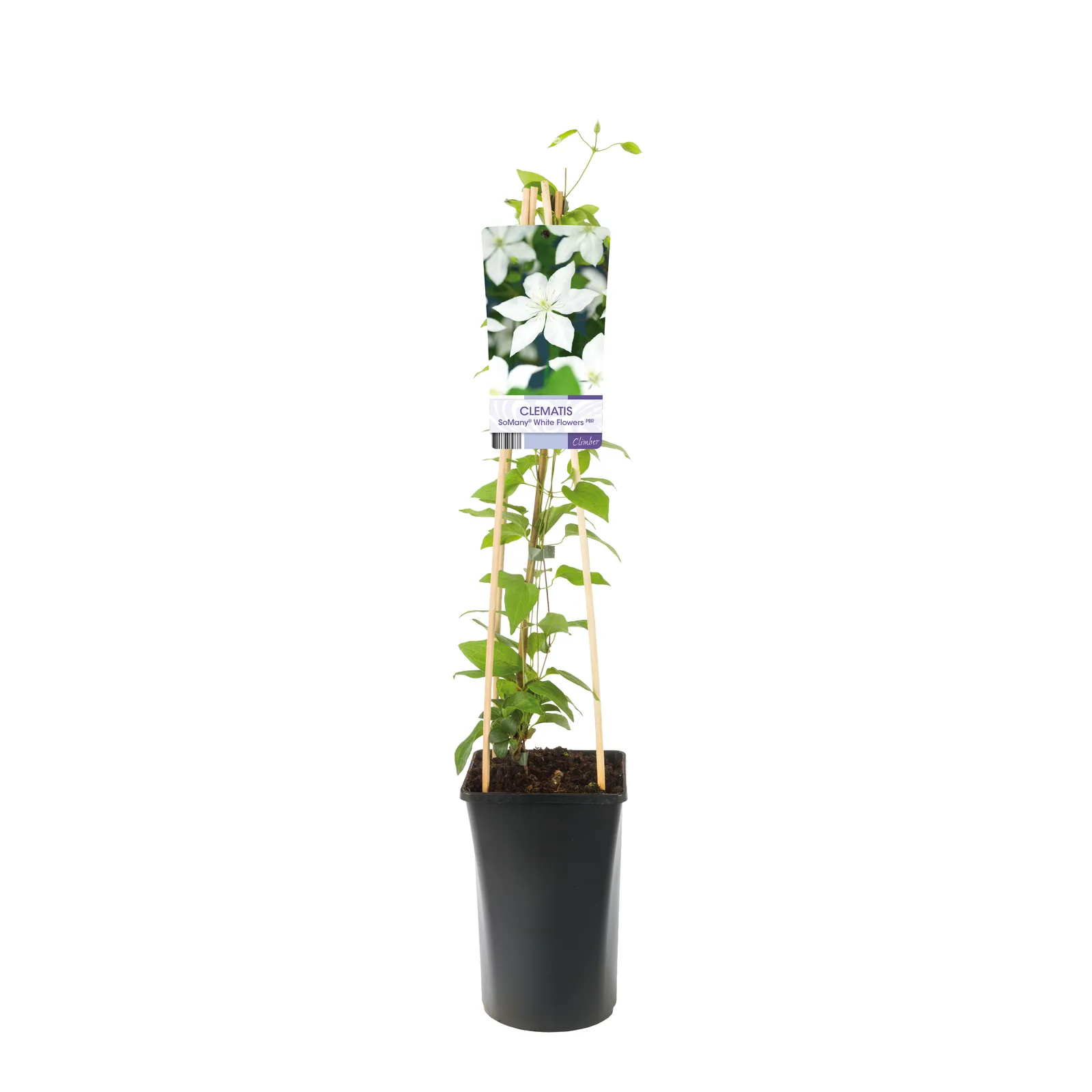 Tidig storblommig klematis SoMany® White Flowers - bild 2