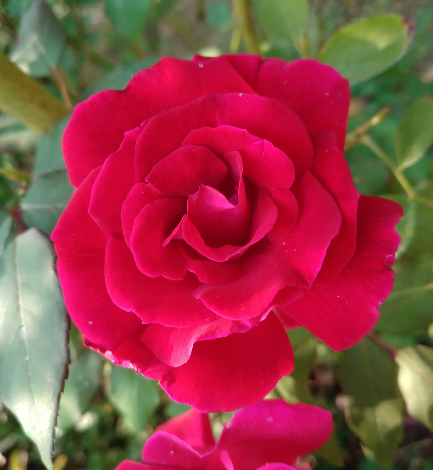 Tehybridros 'Hanne' - bild 2