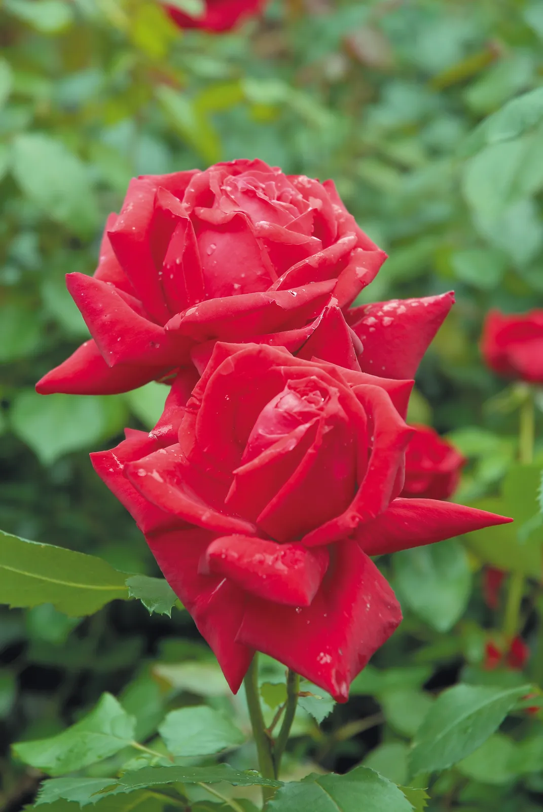 Tehybridros ISABELLA ROSSELLINI ('Poulht006'PBR) - bild 1