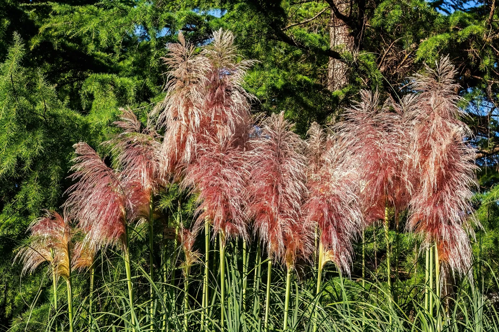 Pampasgräs 'Rosea', 2L - bild 2