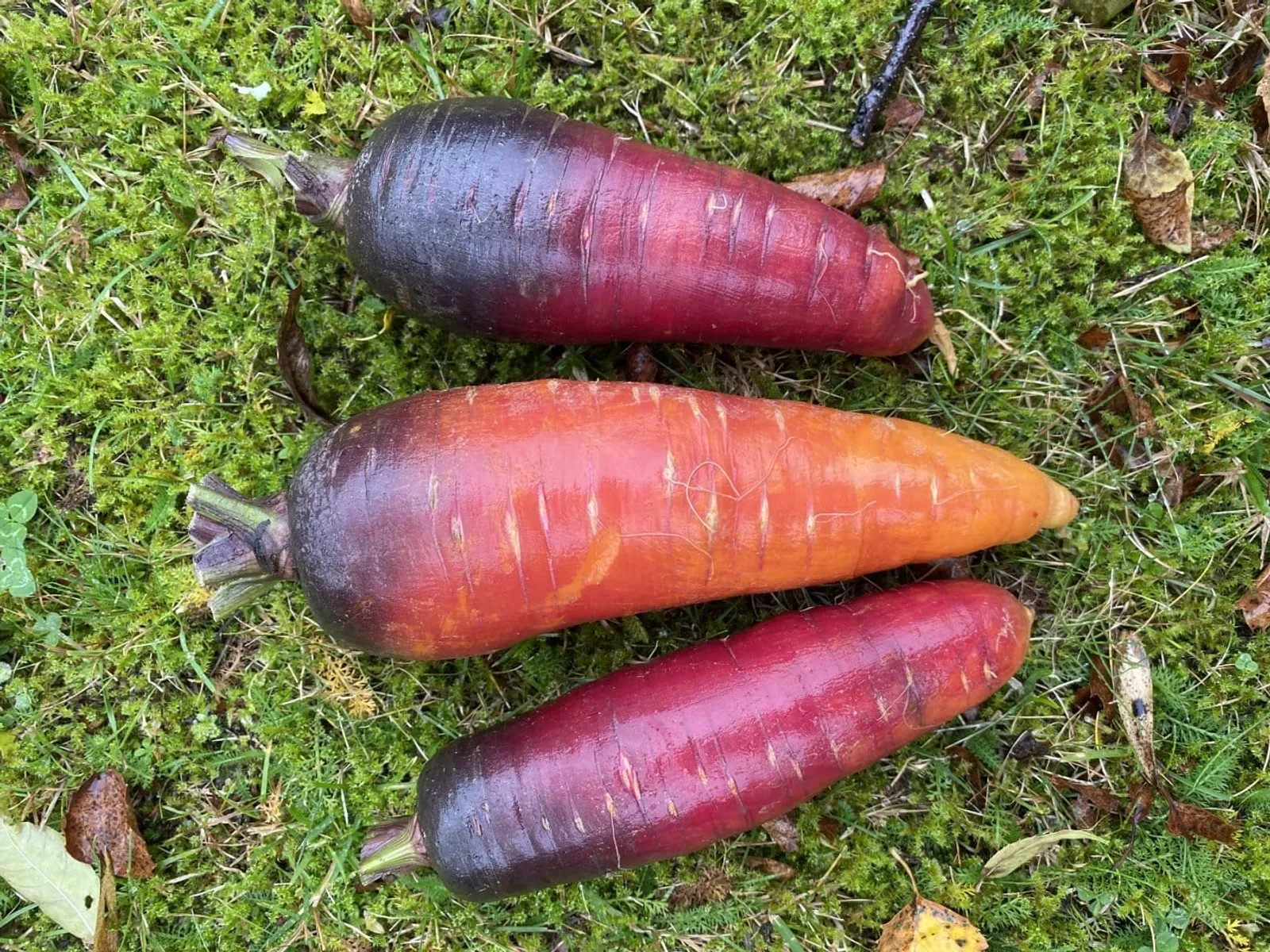 Longue Rouge Sang morot frö med orange morötter