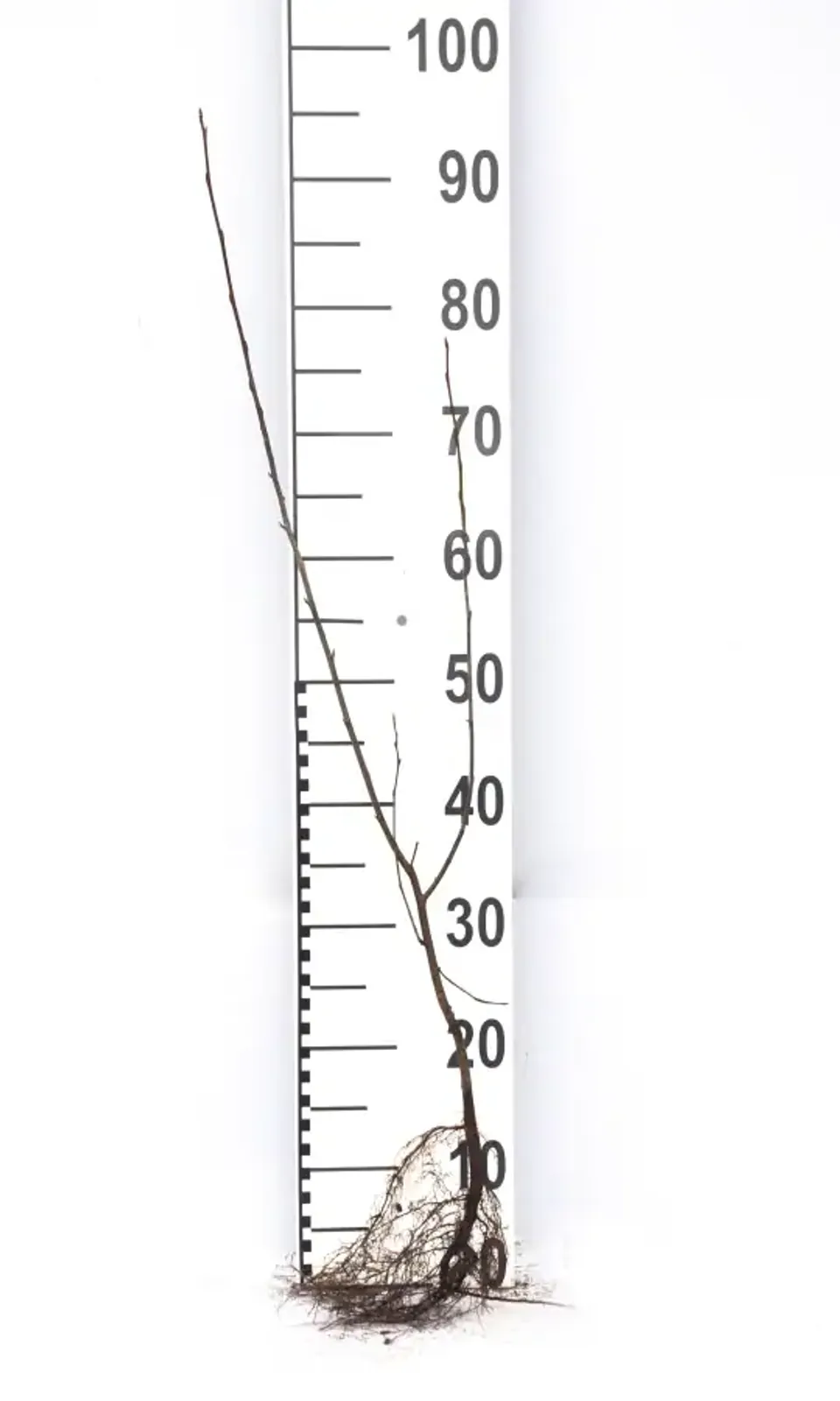 Prakthäggmispel, 50-80 cm — detalj 6