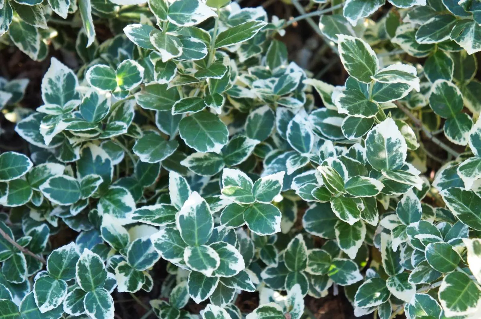 Klätterbenved 'Emarald Gaiety' (syn. benved 'Emarald Gaiety'), 15-30 cm — närbild