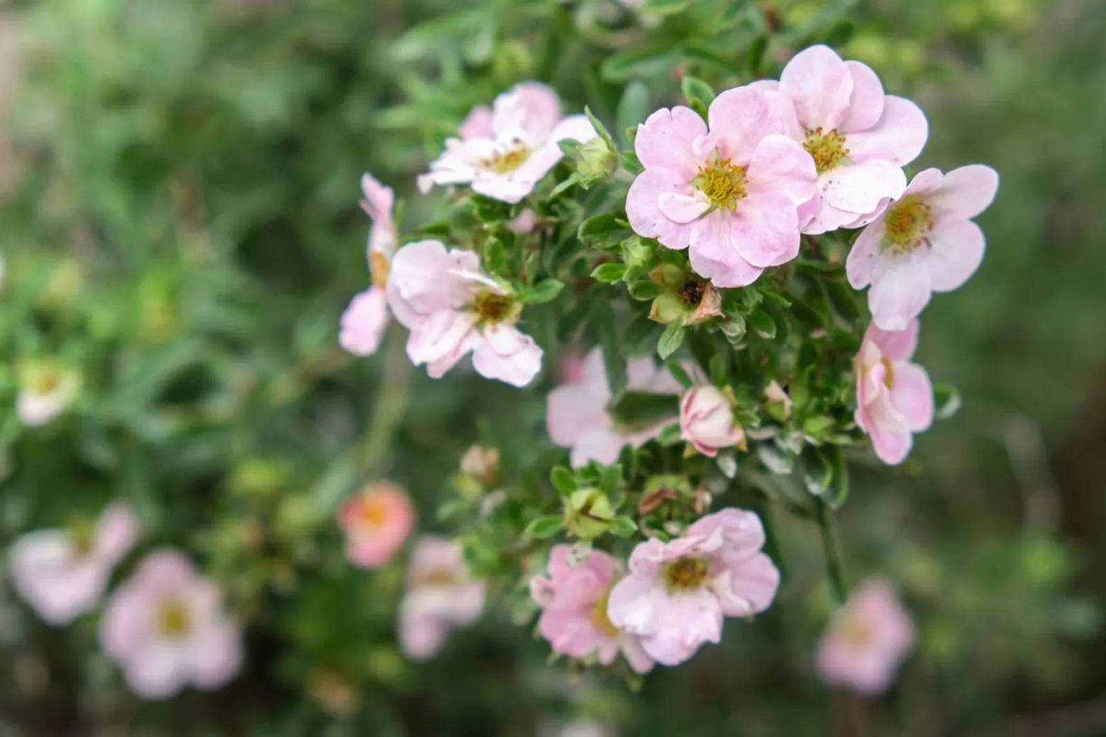 Trädgårdstok 'Pink Beauty'PBR (syn. tok 'Lovely Pink'), 15-30 cm — närbild